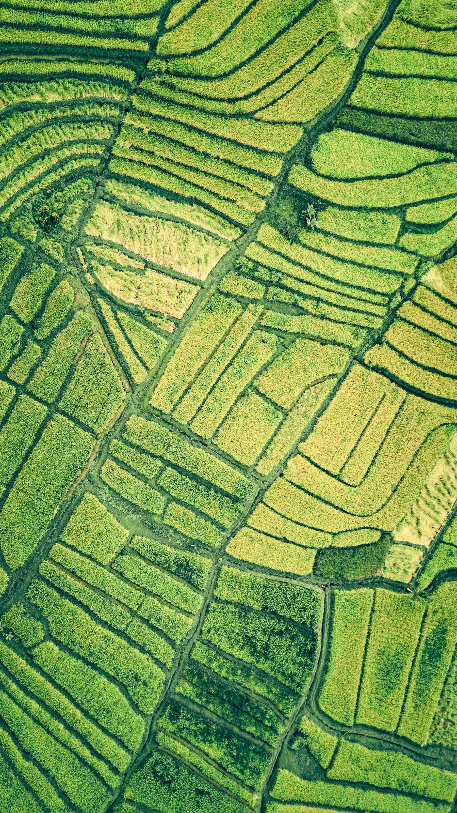 Open land (representative photo, not Nuvali)
