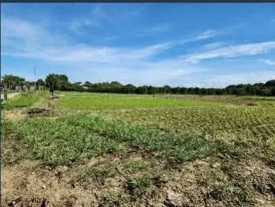 Agricultural Land - Brgy. Taal, Pulilan, Bulacan (beside Angat River), photo 3