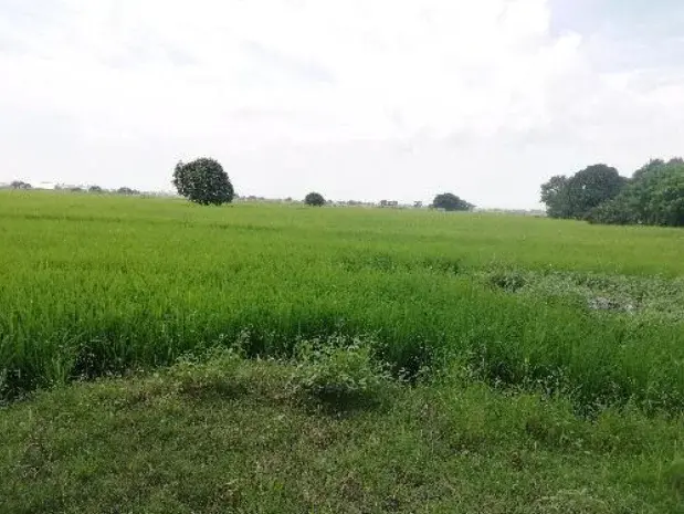 Pulilan