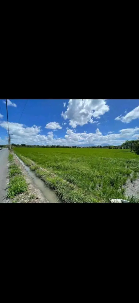 Rice Field In Pila, Laguna, photo 3