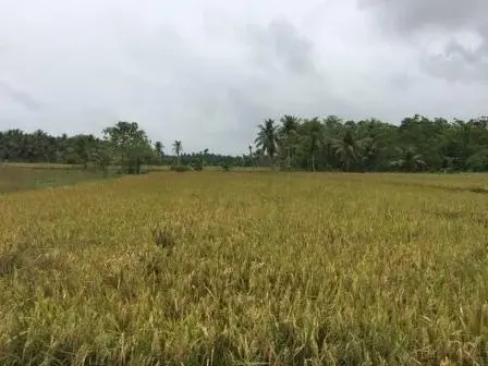 San Jose, New Corella, Davao Del Norte, photo 2