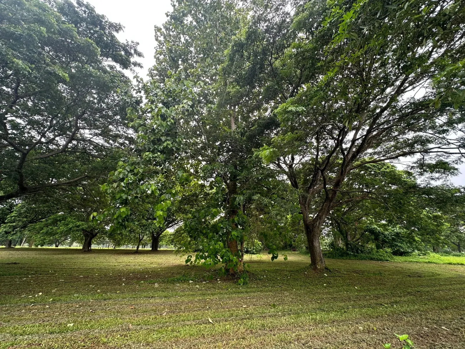 Soliento Nuvali, photo 2